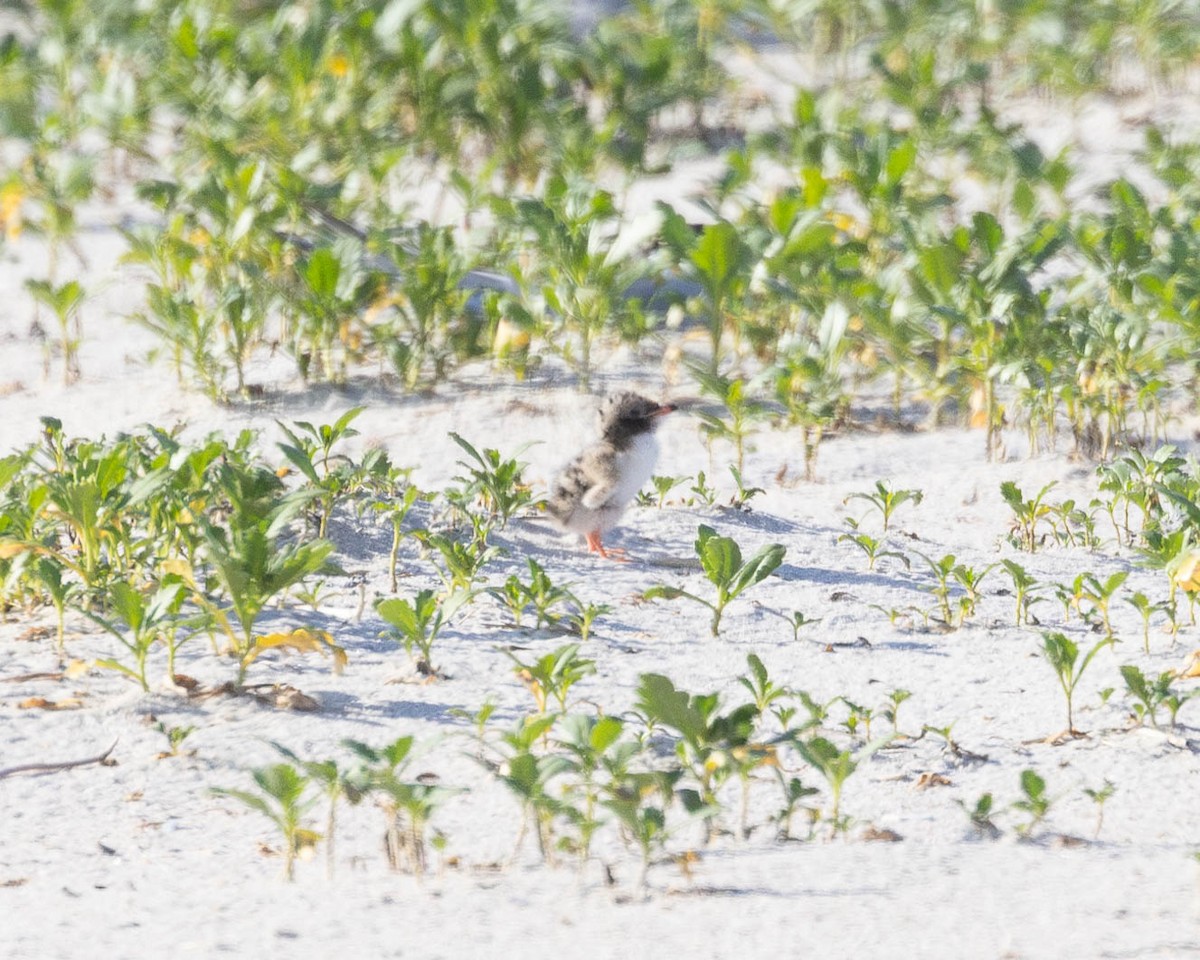 Common Tern - ML620489252