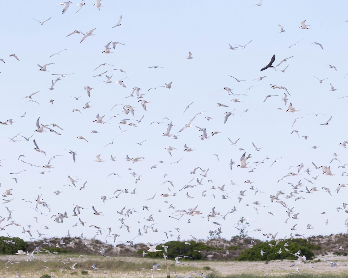 Common Tern - ML620489253