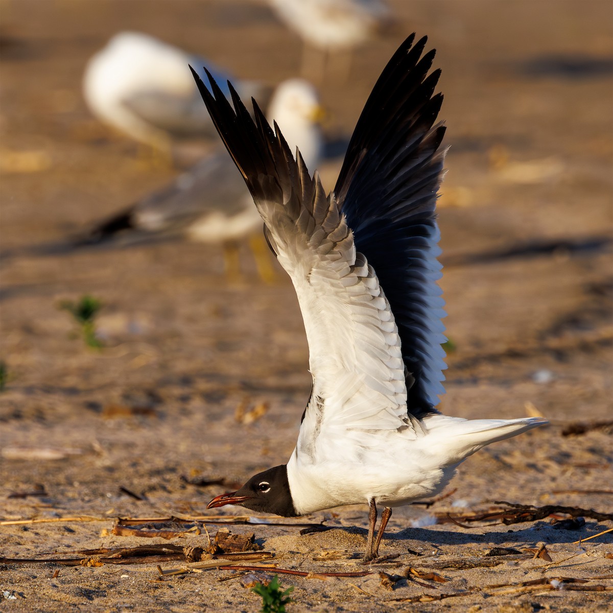 Mouette atricille - ML620489255