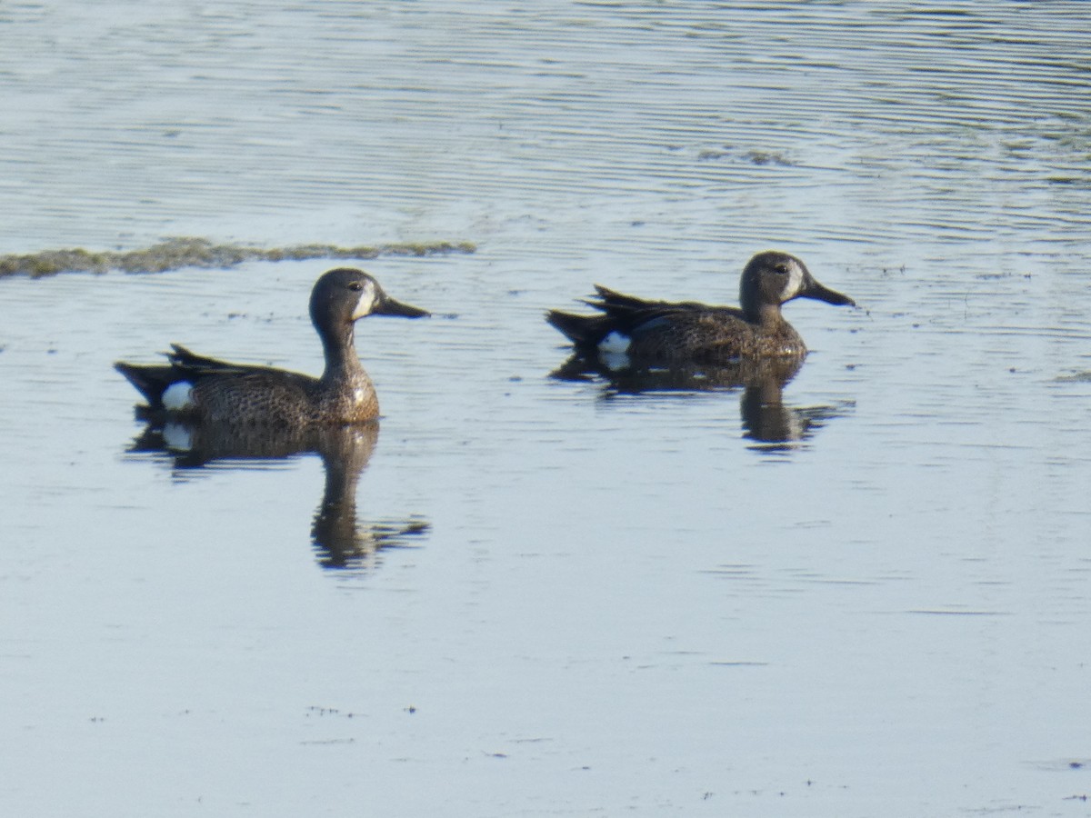 Blue-winged Teal - ML620489256