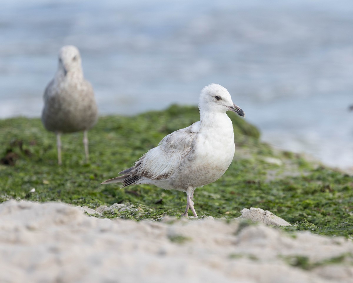 Gaviota Argéntea (americana) - ML620489262