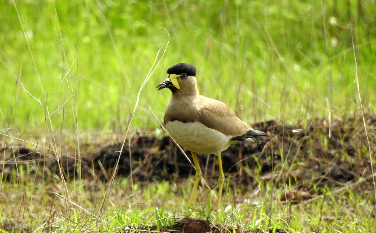 Yellow-wattled Lapwing - ML620489263