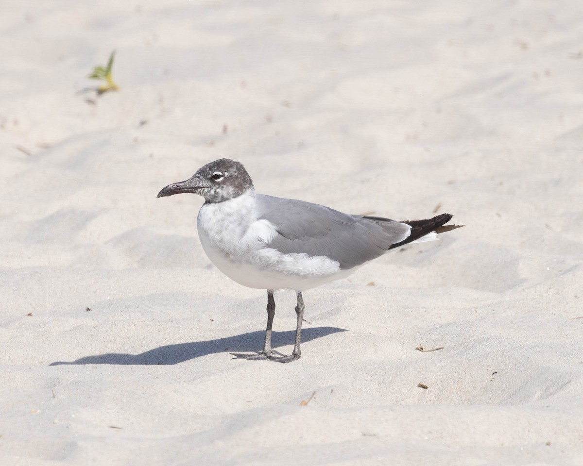 Mouette atricille - ML620489267