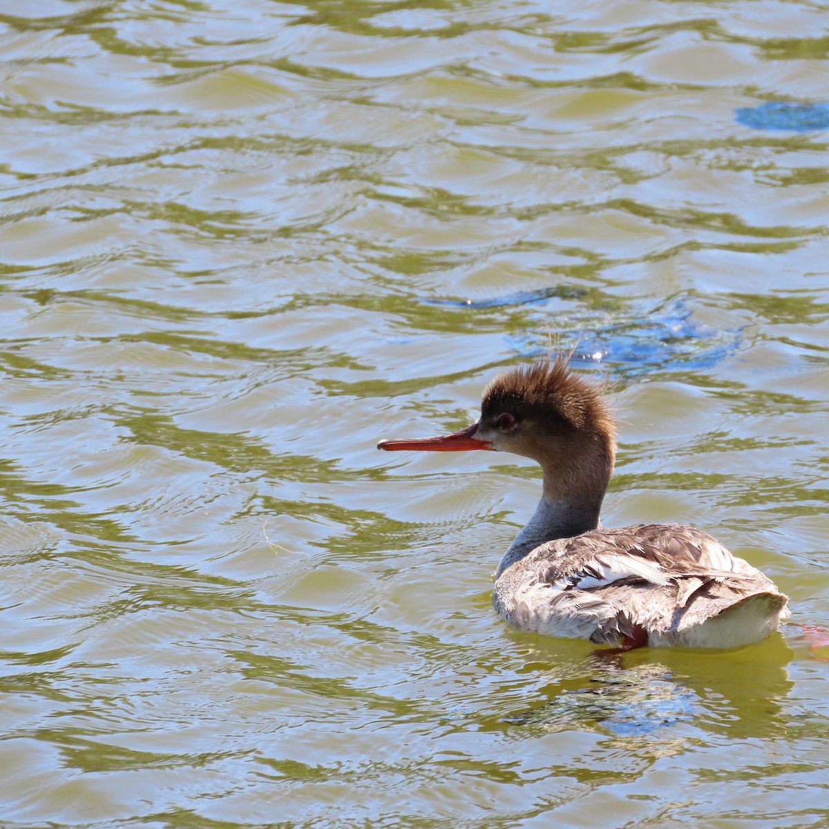 Red-breasted Merganser - ML620489269