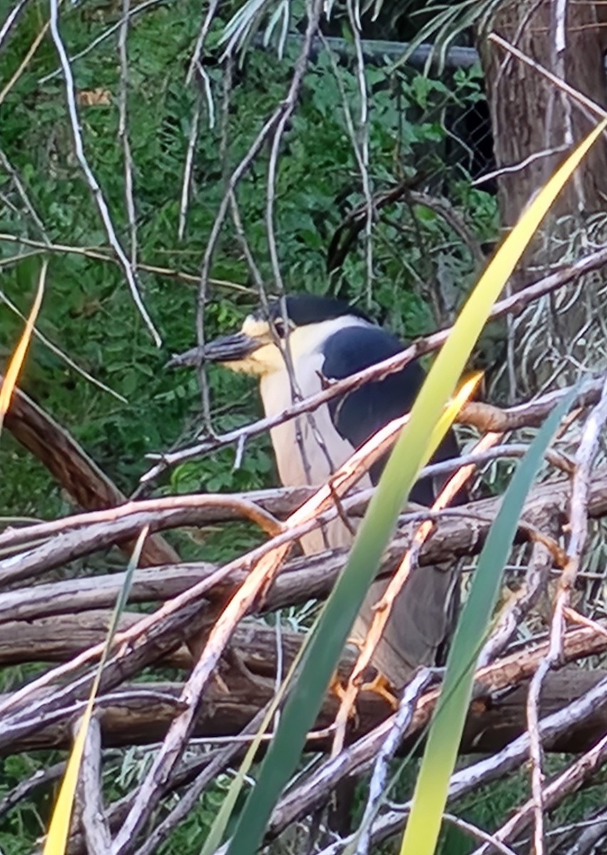 Black-crowned Night Heron - ML620489270