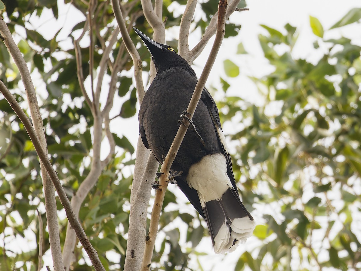 Pied Currawong - ML620489274