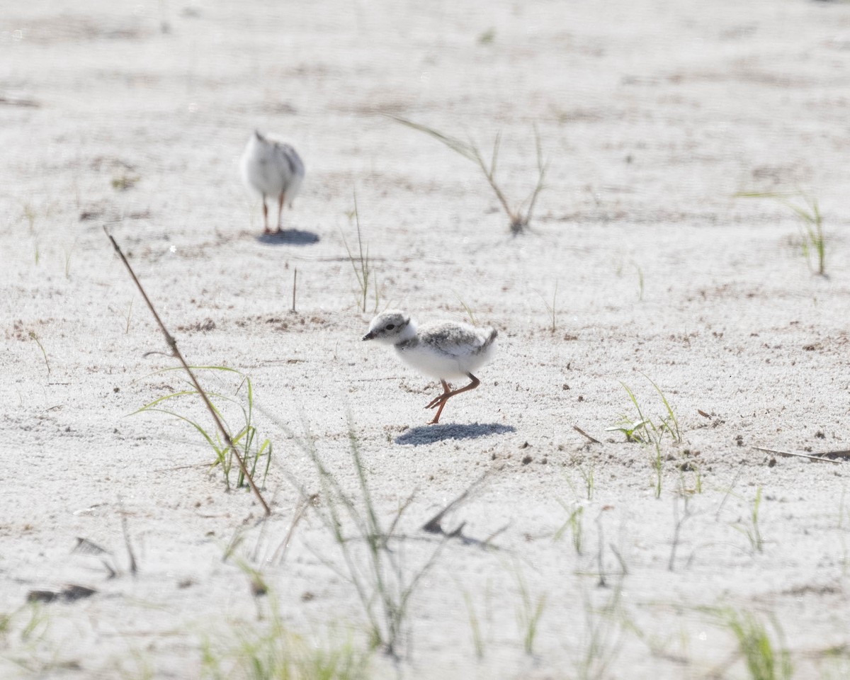 Piping Plover - ML620489276