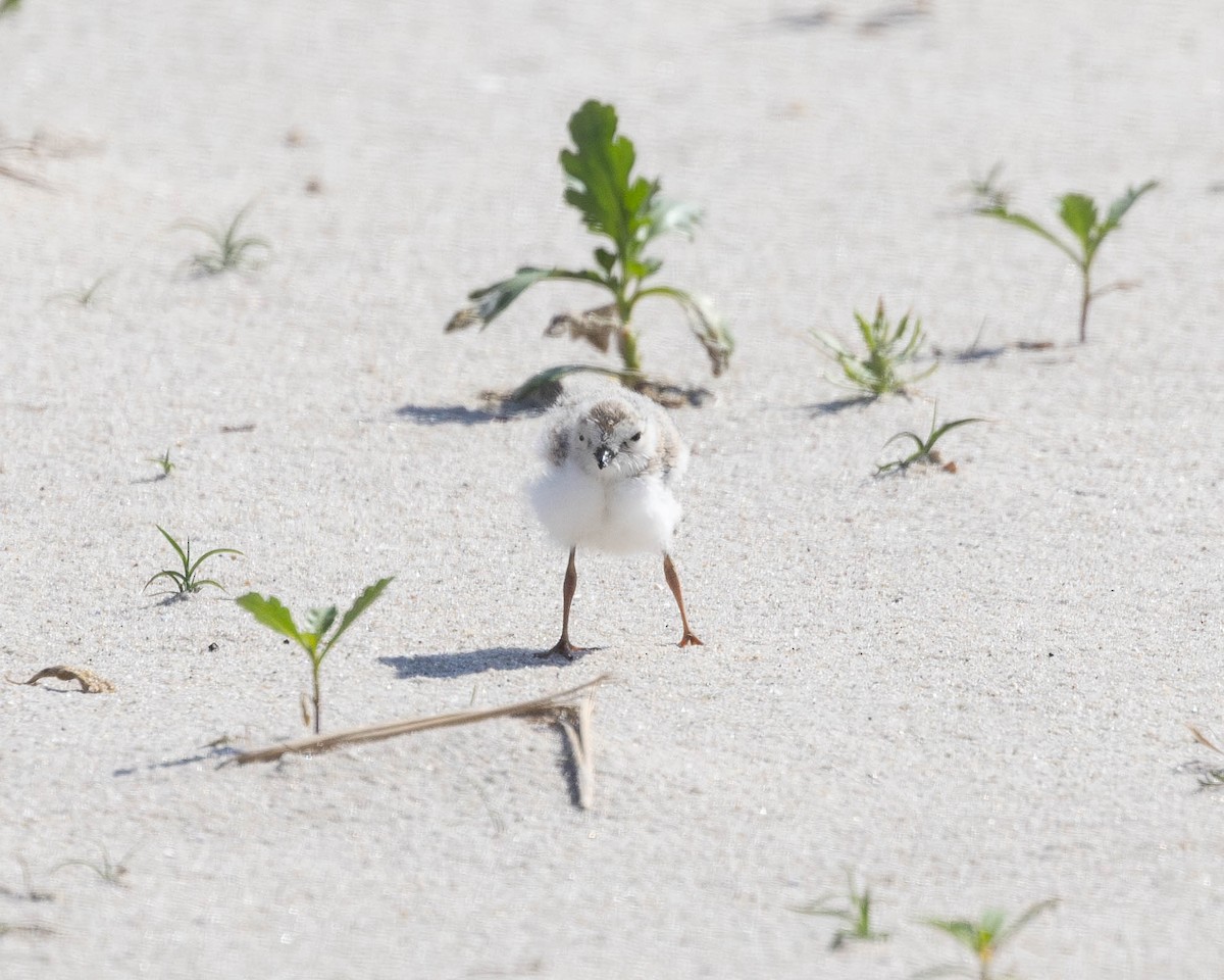Piping Plover - ML620489277