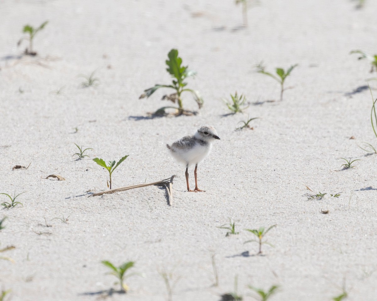 Piping Plover - ML620489278