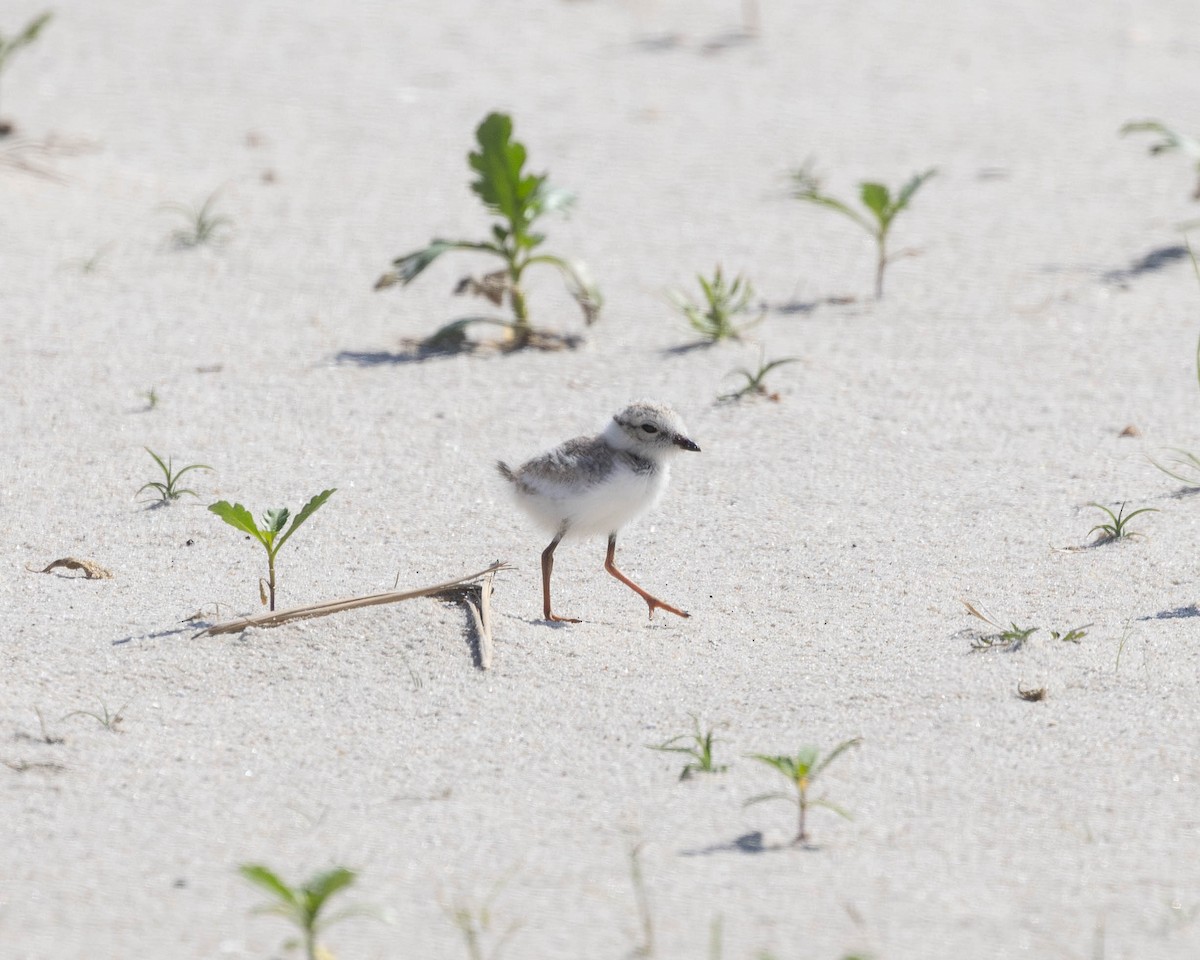 Piping Plover - Austin Johnson