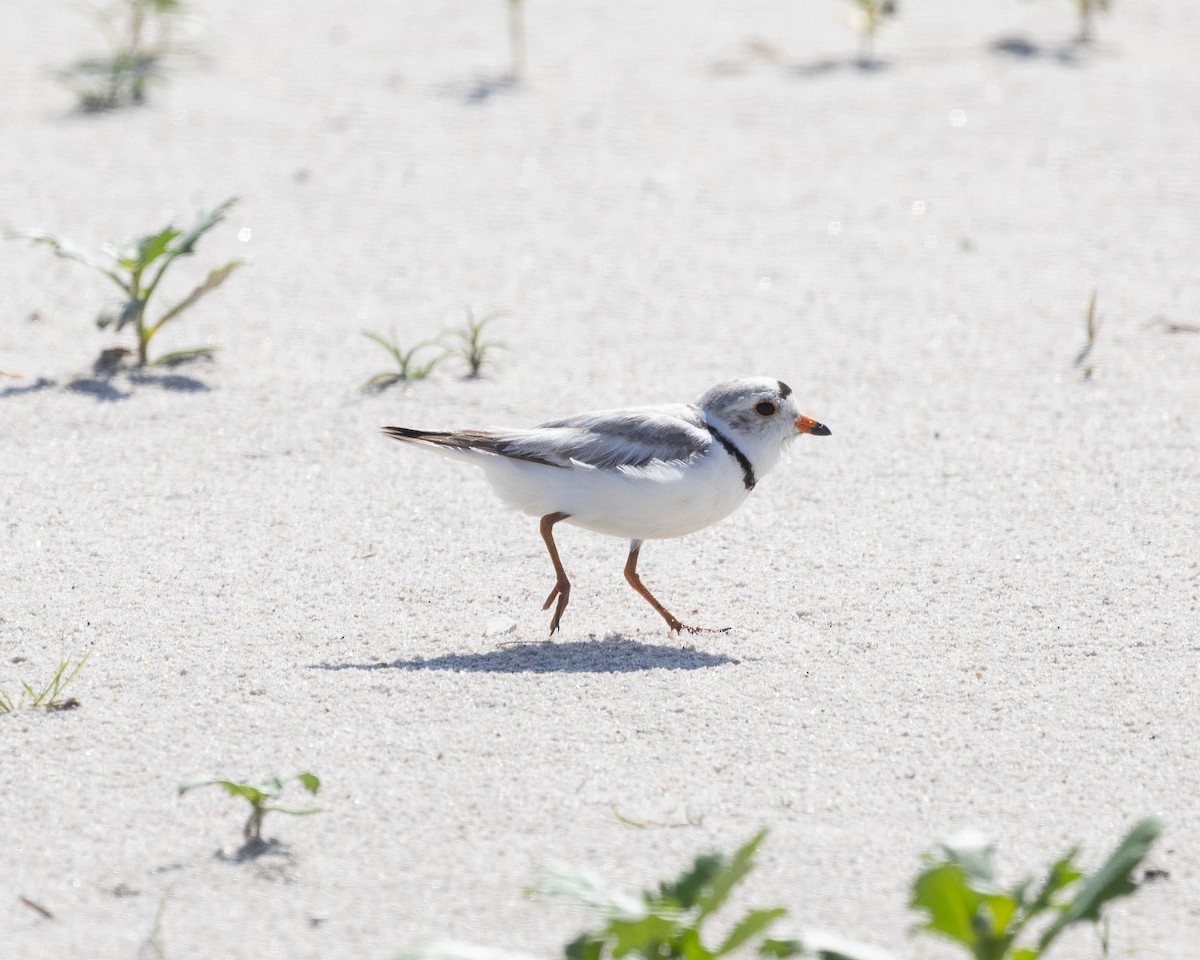 Piping Plover - ML620489280