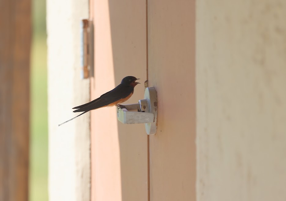 Barn Swallow - ML620489283