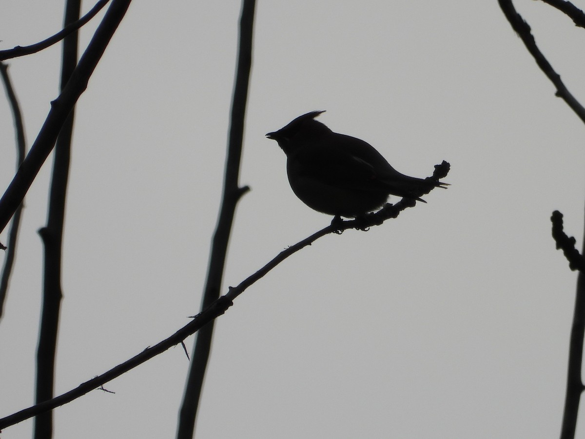 Cedar Waxwing - ML620489288