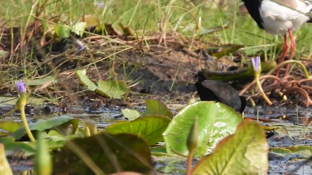 Polluela Negra Africana - ML620489289