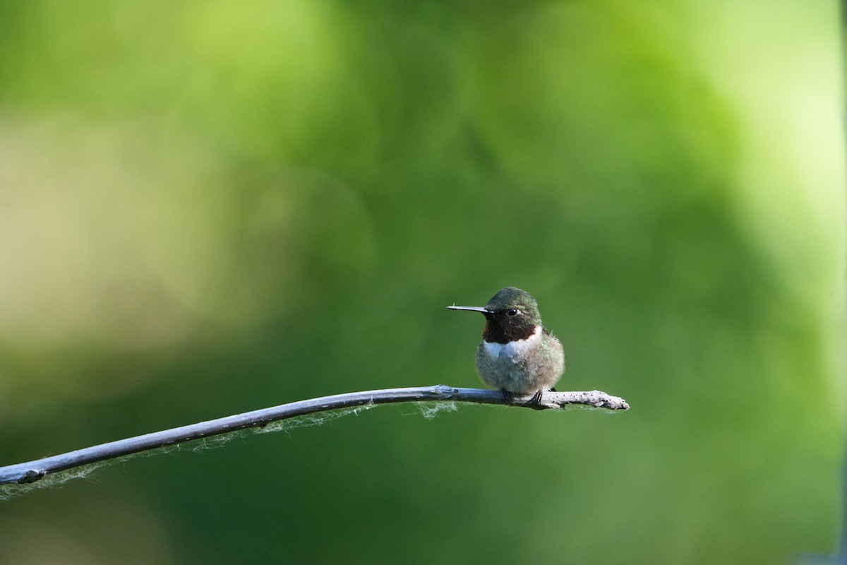 Colibri à gorge rubis - ML620489290