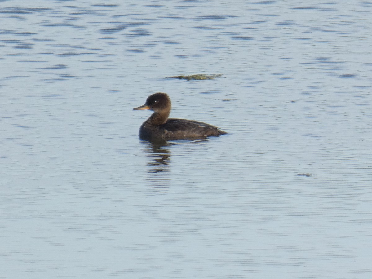 Hooded Merganser - ML620489292