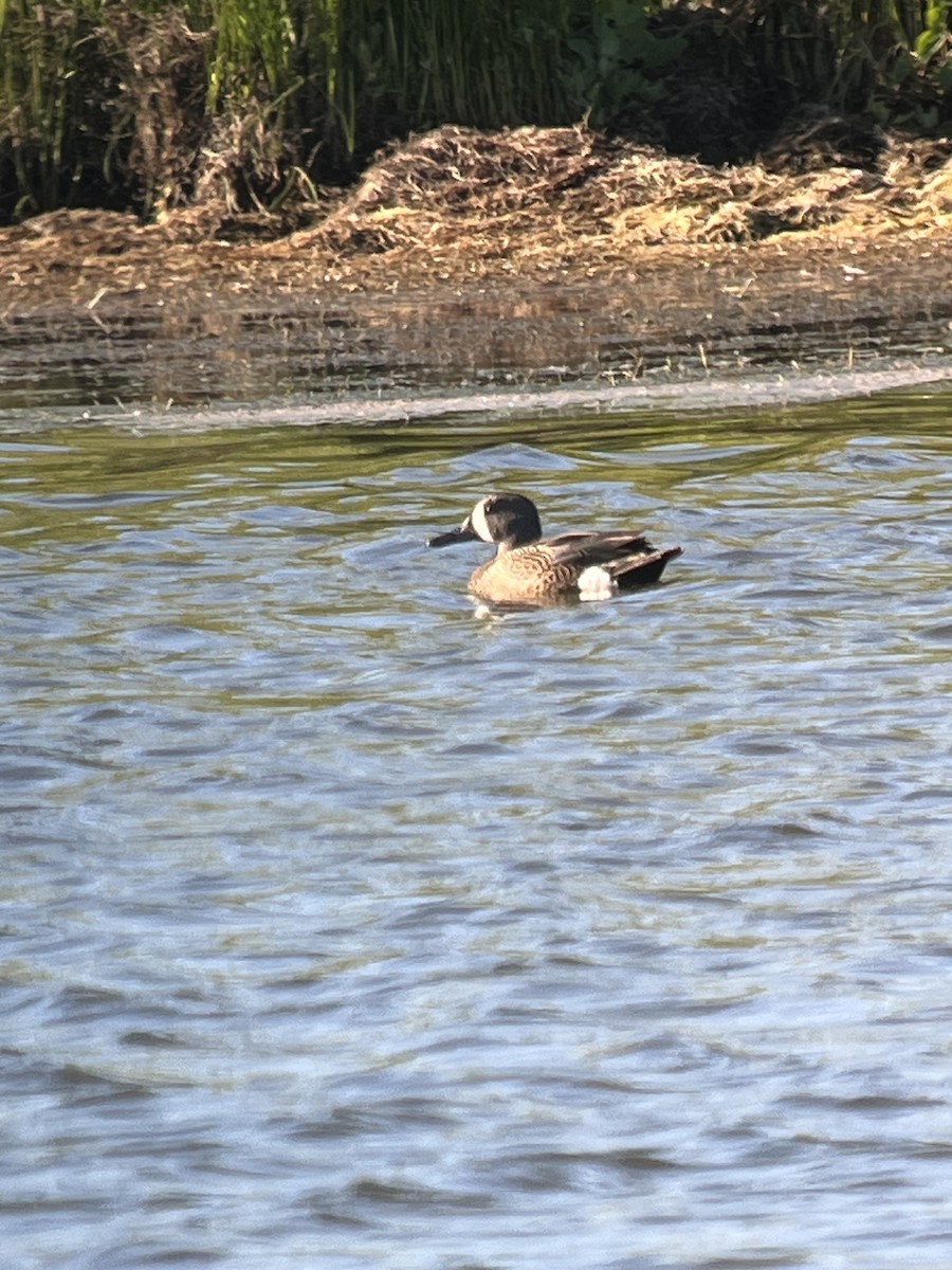 Blue-winged Teal - ML620489294