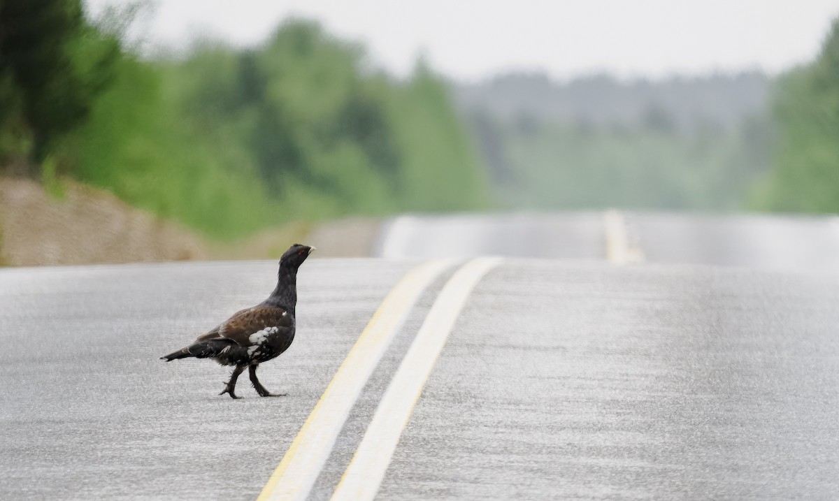 Western Capercaillie - ML620489295