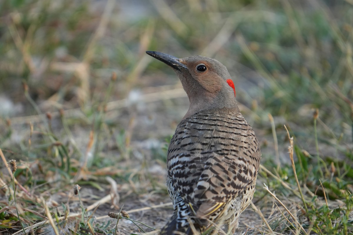 Northern Flicker - ML620489297