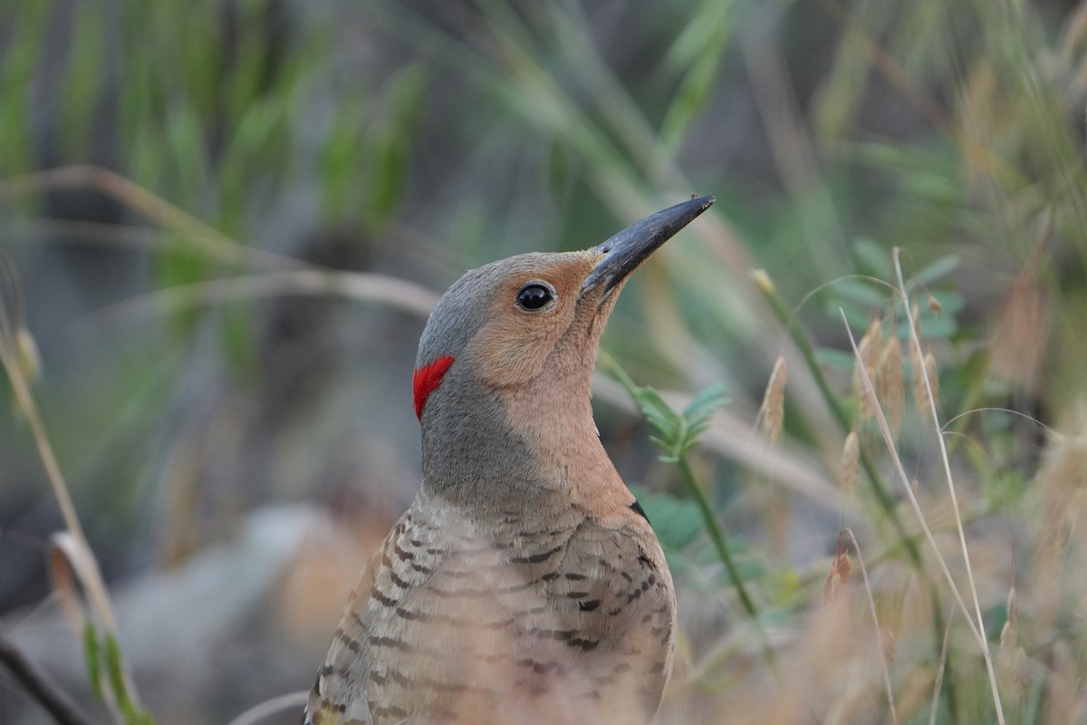 Northern Flicker - ML620489298