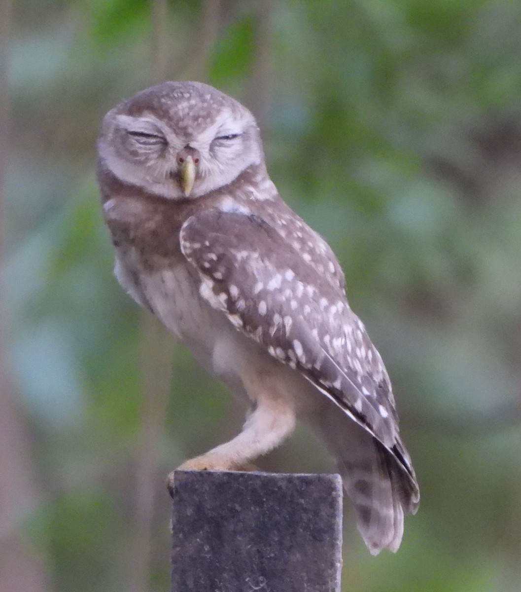 Spotted Owlet - ML620489300