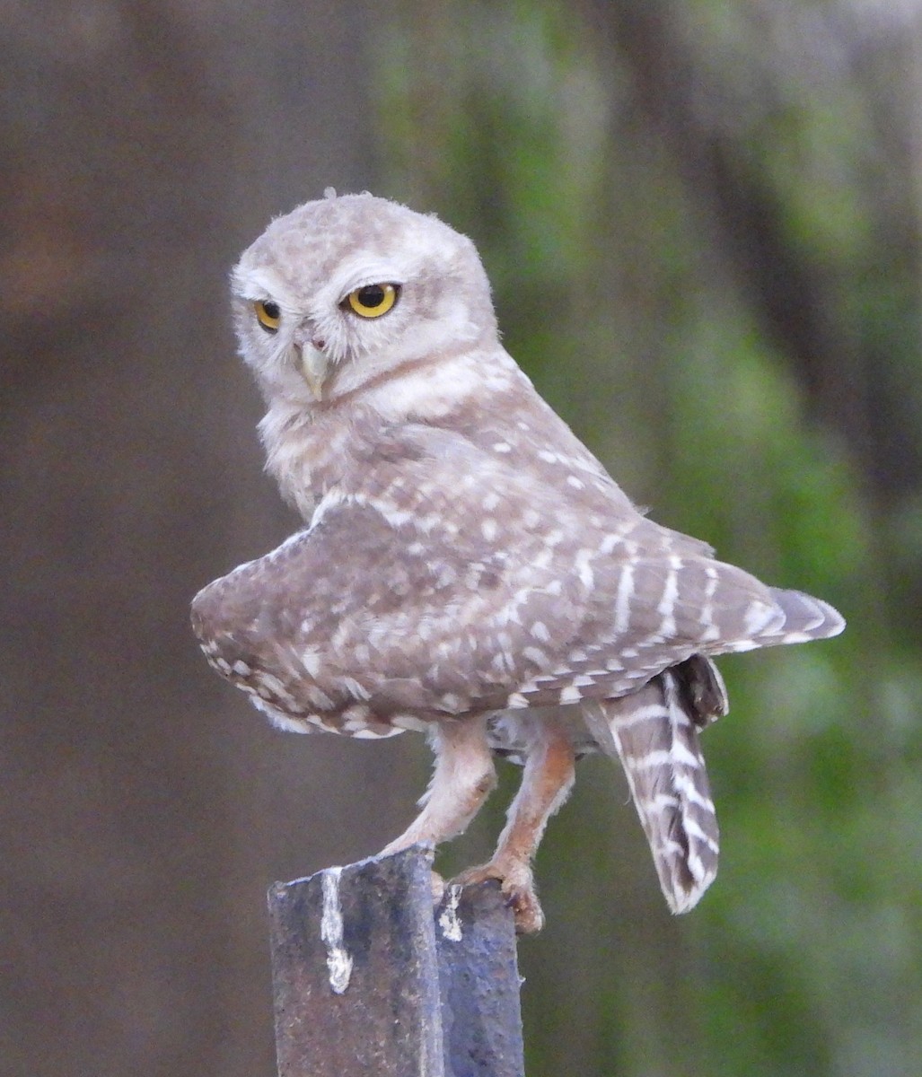 Spotted Owlet - ML620489301