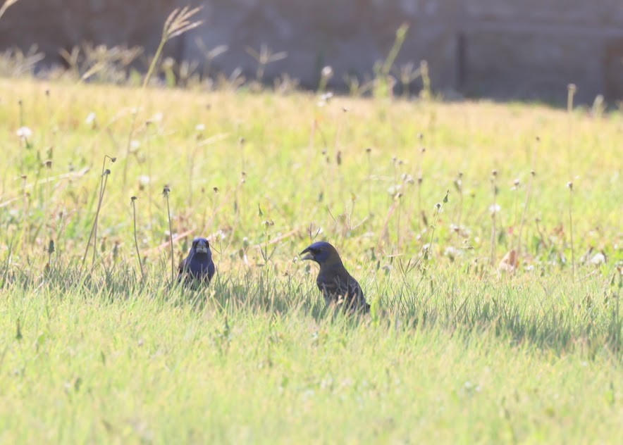 Blue Grosbeak - ML620489302