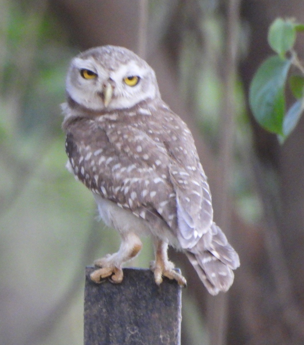 Spotted Owlet - ML620489303