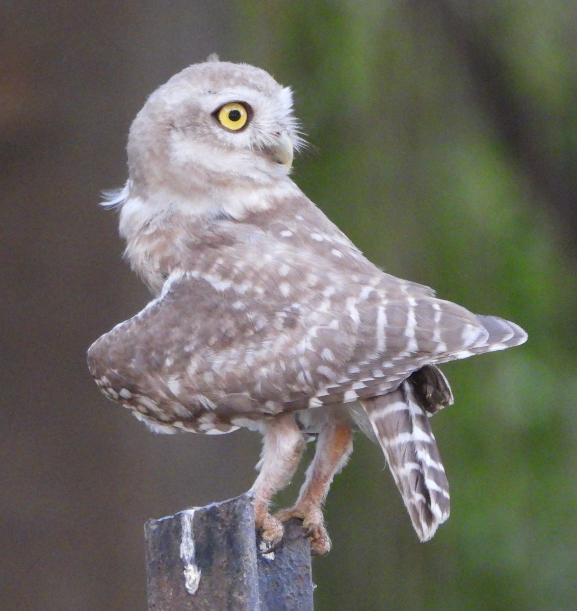 Spotted Owlet - ML620489305