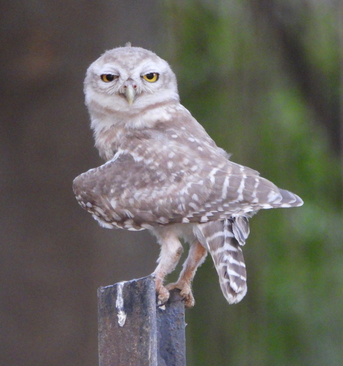 Spotted Owlet - ML620489306