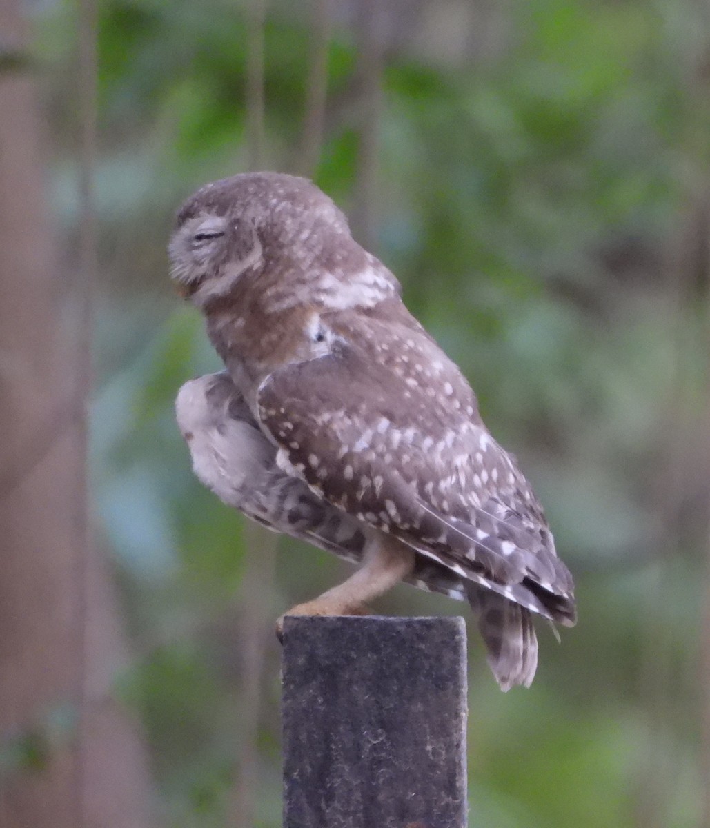 Spotted Owlet - ML620489307