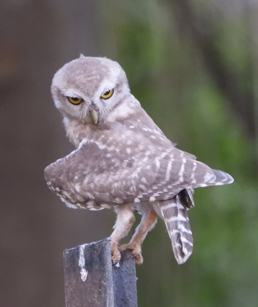 Spotted Owlet - ML620489308