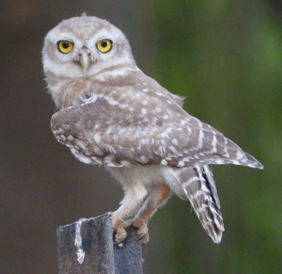 Spotted Owlet - ML620489309