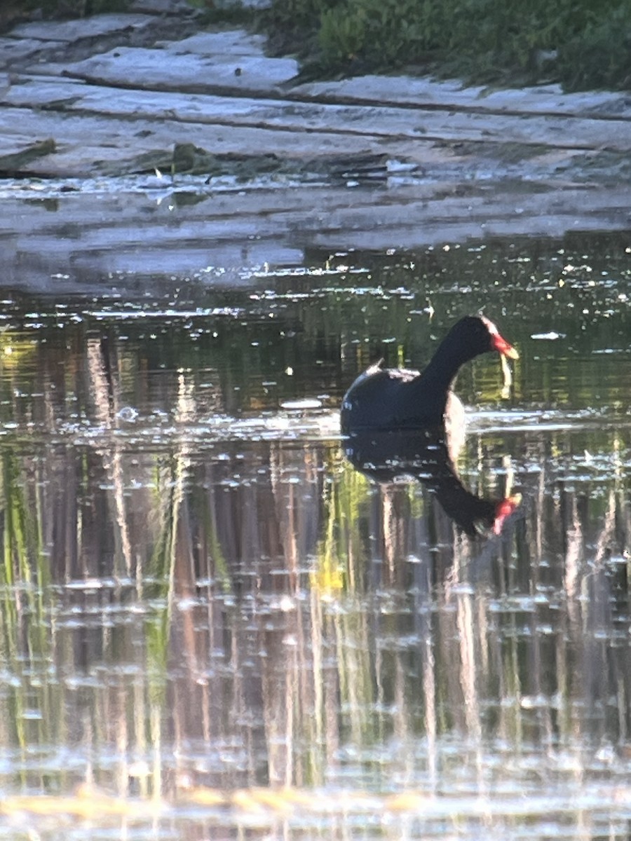 Common Gallinule - ML620489310