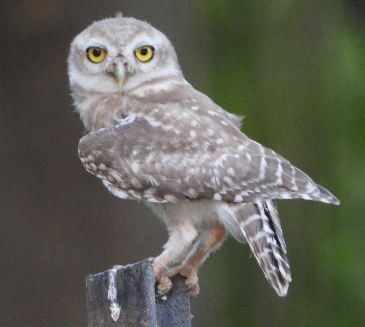 Spotted Owlet - ML620489311