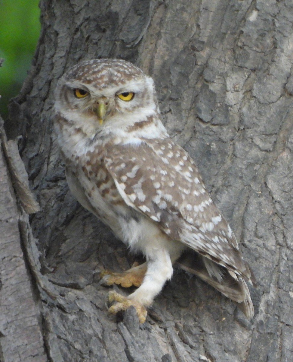 Spotted Owlet - ML620489313