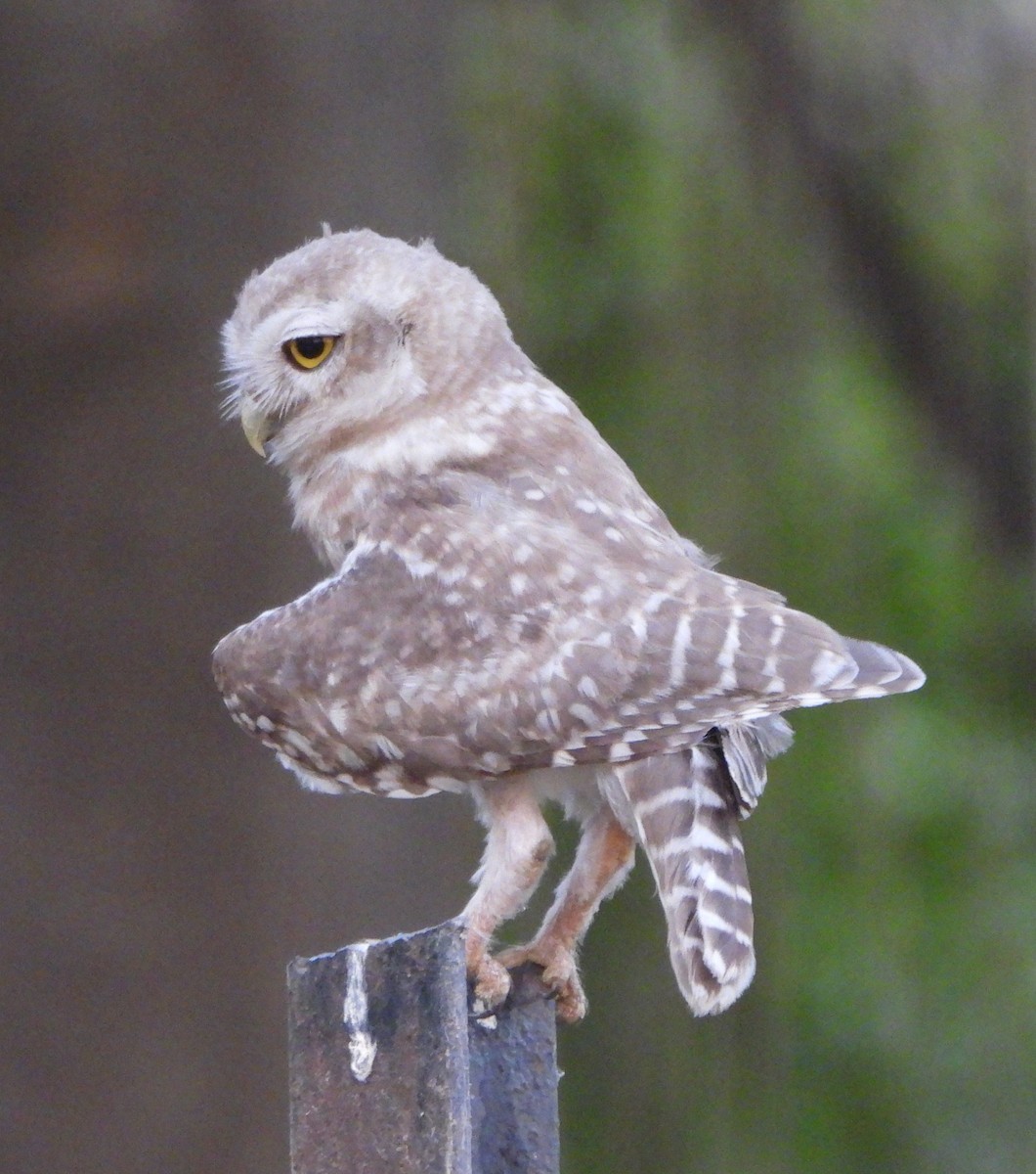 Spotted Owlet - ML620489314