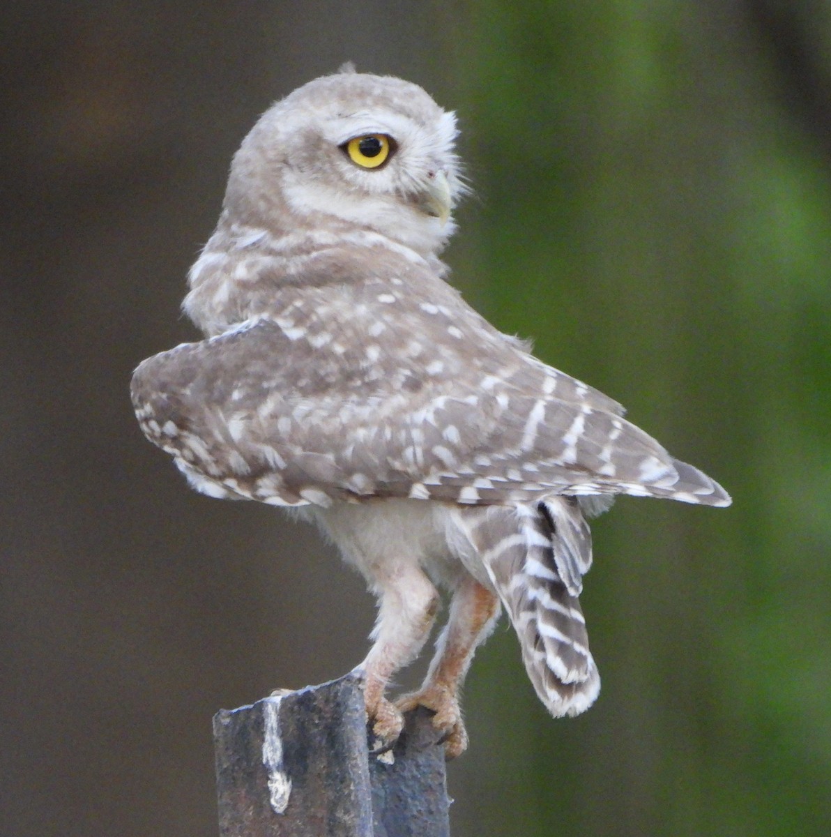 Spotted Owlet - ML620489315
