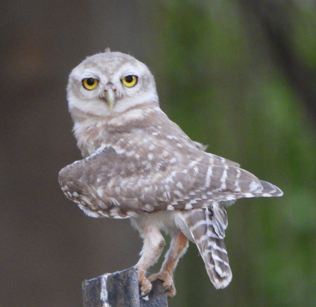 Spotted Owlet - ML620489316