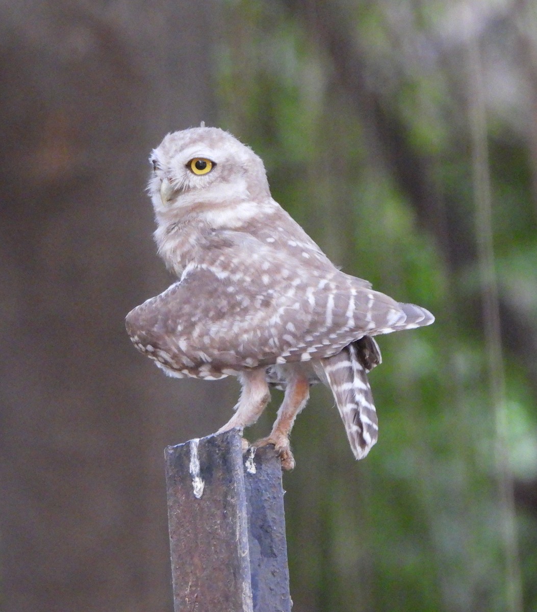 Spotted Owlet - ML620489317