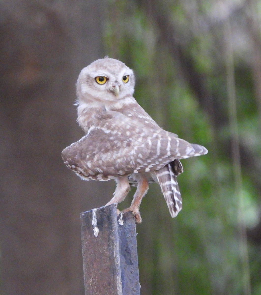 Spotted Owlet - ML620489318