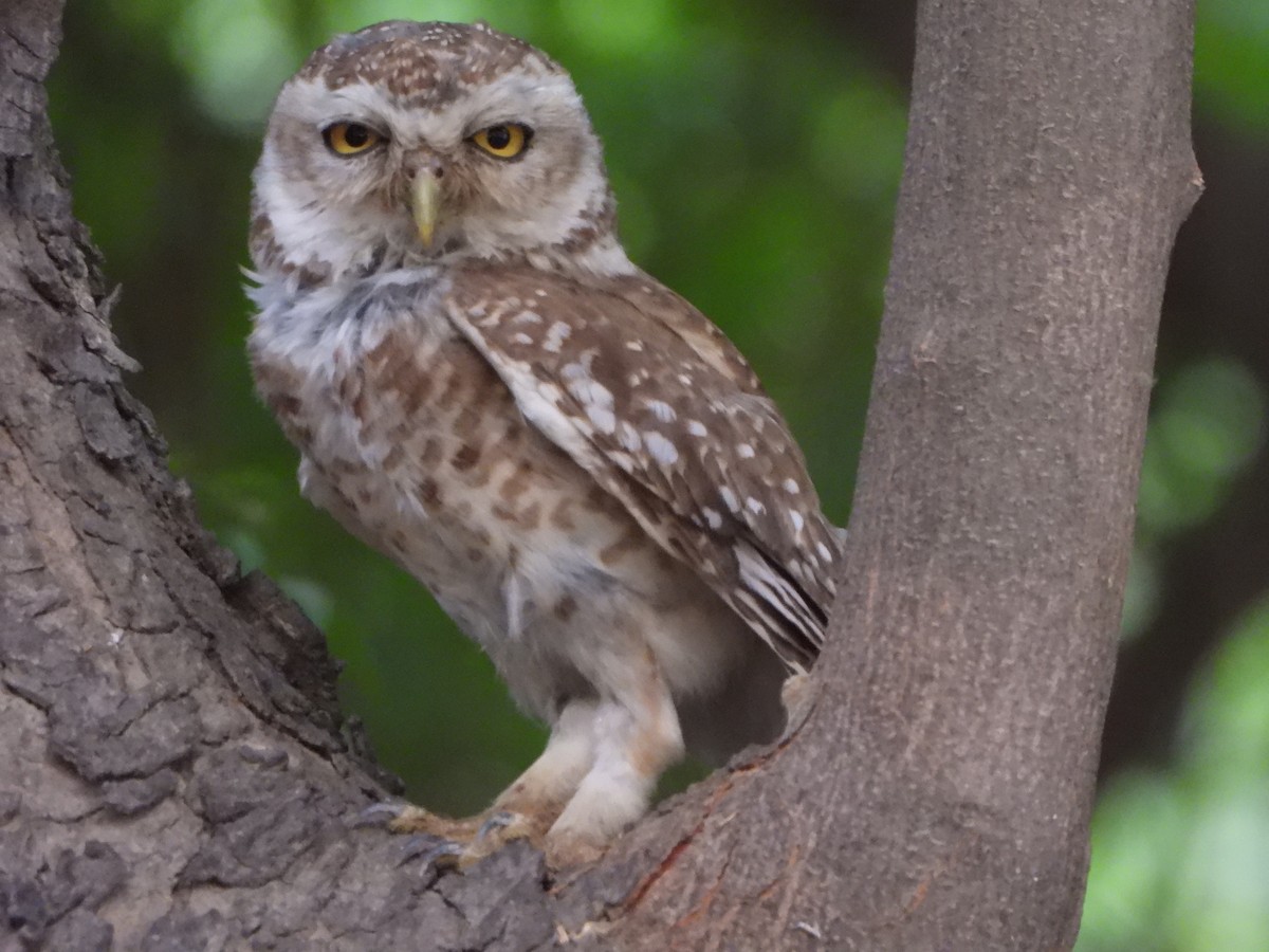 Spotted Owlet - ML620489319