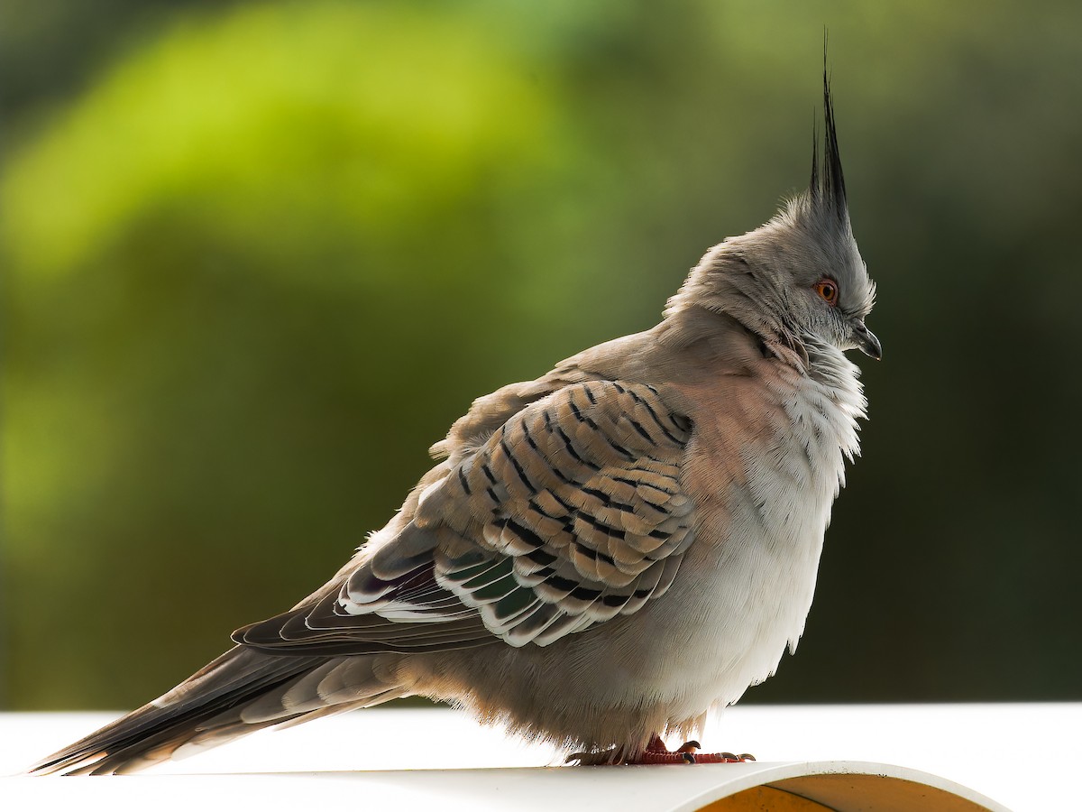 Crested Pigeon - ML620489320