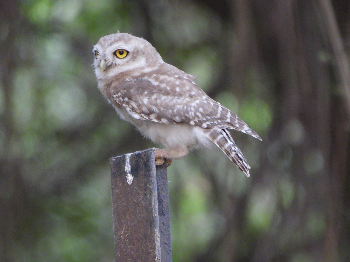 Spotted Owlet - ML620489322