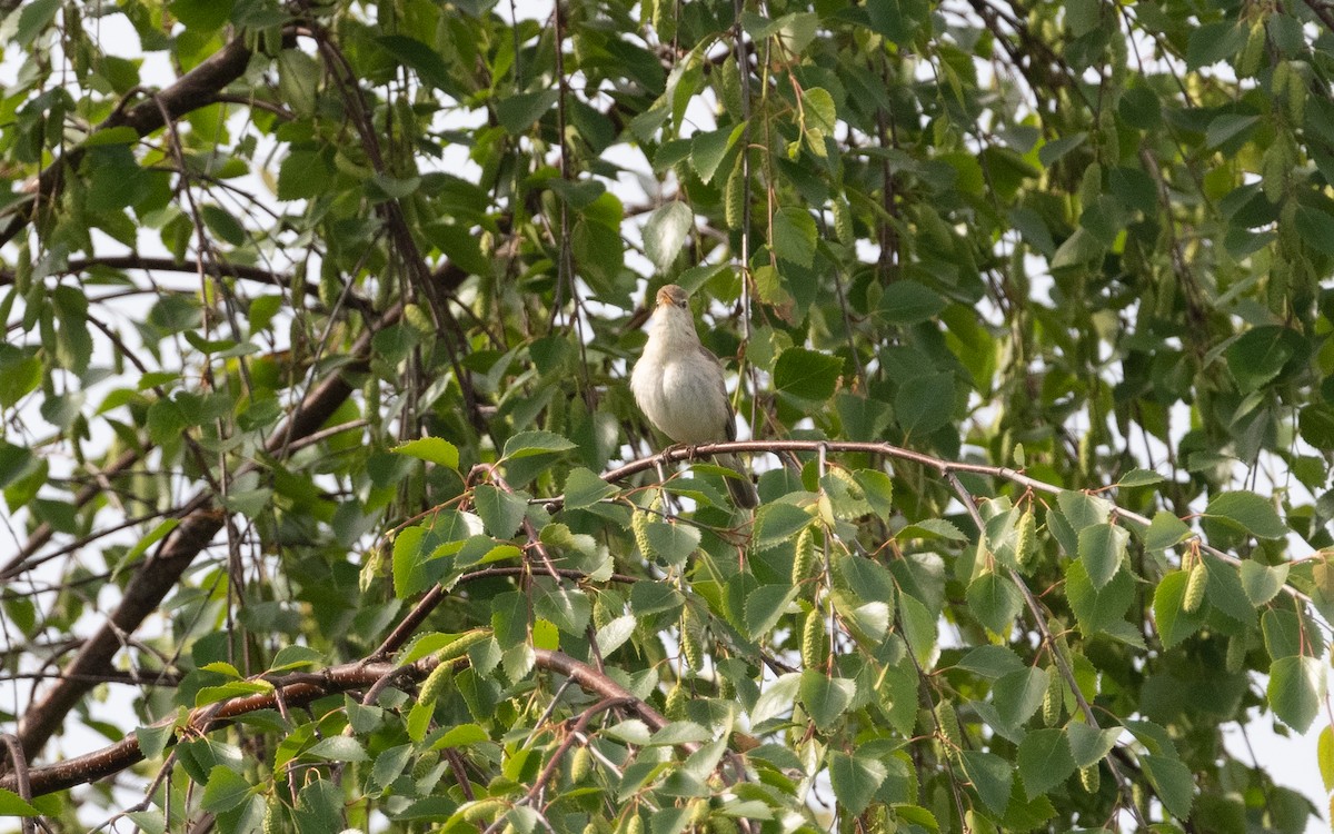 Booted Warbler - ML620489323