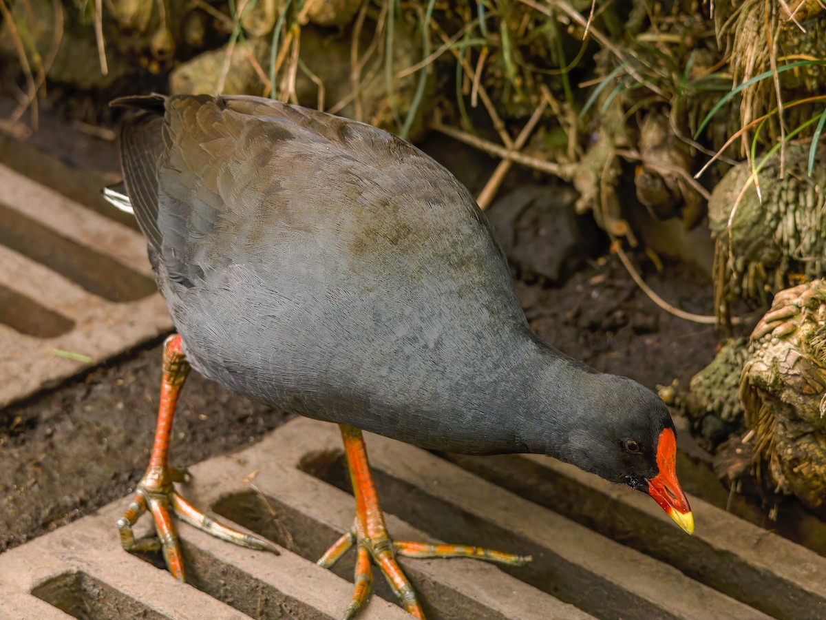 Dusky Moorhen - ML620489327