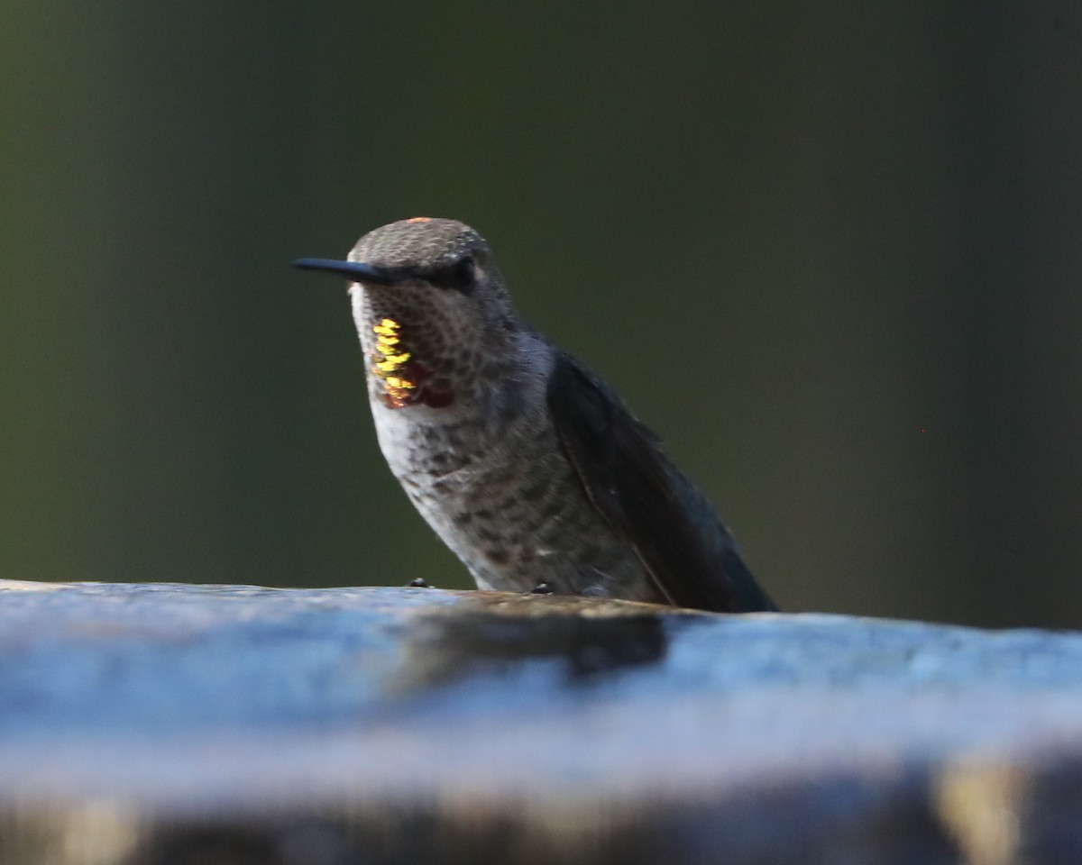 hummingbird sp. - Linda Dalton