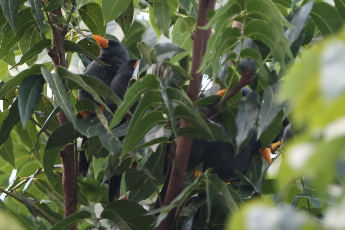 Finch-billed Myna - ML620489331