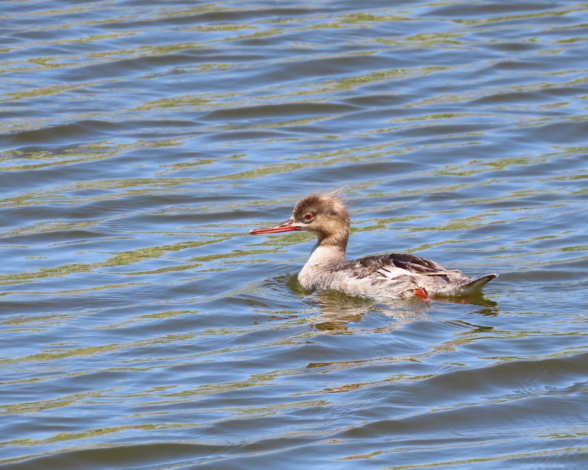 Red-breasted Merganser - ML620489334