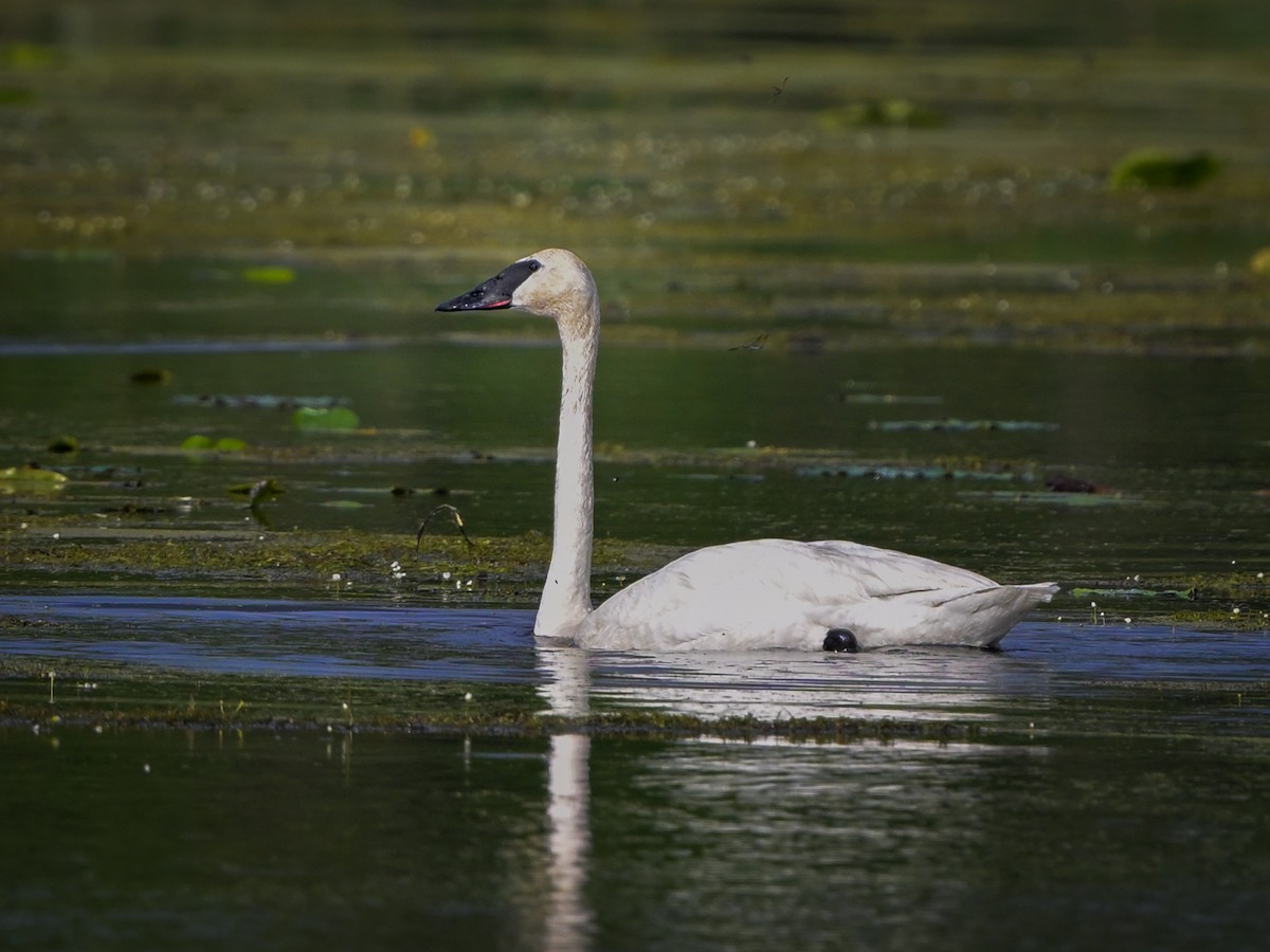 Trumpeter Swan - ML620489335